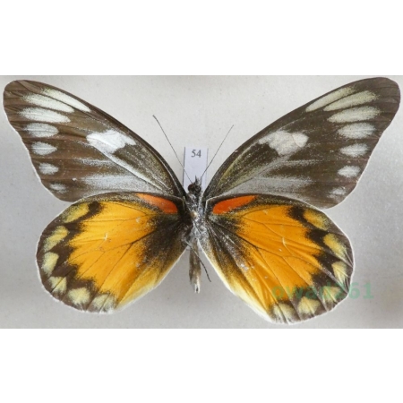 Delias zebuda Hewitson, 1862 male reverse Indonesia, Sulawesi54